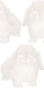 ホーランドロップウサギ（兎）の壁紙／条件付きフリー画像