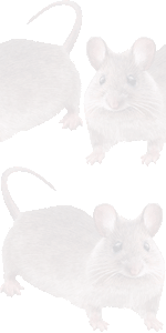 二十日鼠の壁紙／条件付きフリー画像