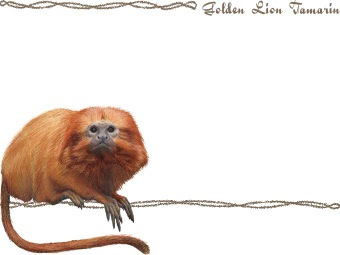 ゴールデン ライオン タマリン・シシザル（獅子猿）／サルの年賀状／非商用無料イラスト