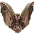 Brown Long-eared Bat thumbnail