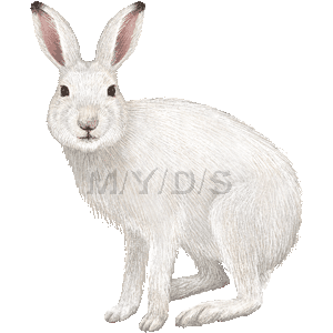 （雪兎）ユキウサギ／フリー素材集