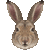 Mountain Hare thumbnail
