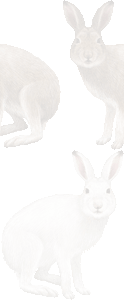 ユキウサギの壁紙／無料イラスト