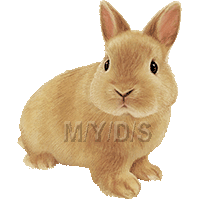 ネザーランドドワーフ（兔）のイラスト／フリー素材（条件付）