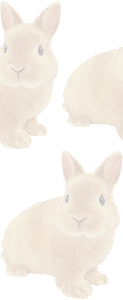 ネザーランドドワーフ（ウサギ）の壁紙／条件付きフリー画像
