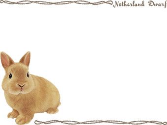 ネザーランド ドワーフ／（兔）ウサギの年賀状／非商用無料イラスト