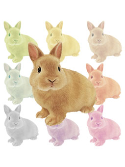 ネザーランド ドワーフ／（兔）ウサギのポストカード／無料イラスト