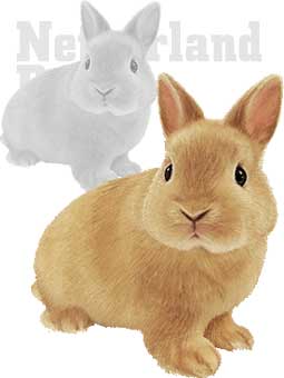年賀状・ネザーランドドワーフ（ウサギ）／条件付フリー素材