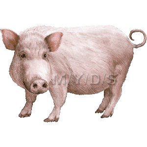 ミニ豚のイラスト／無料素材集（条件付）