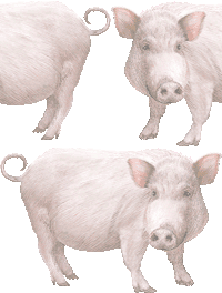 ミニ豚の壁紙／フリー画像