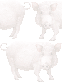 ミニ豚の壁紙／条件付きフリー画像