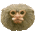 Pygmy Marmoset, Dwarf Monkey thumbnail