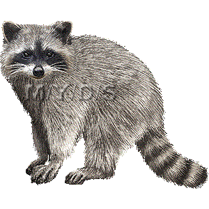 アライグマのイラスト 条件付フリー素材集