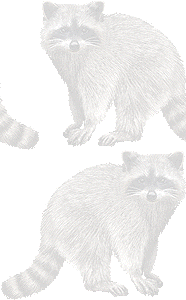アライグマの壁紙／条件付きフリー画像