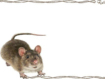 （溝鼠）ドブ ネズミ、ラットの年賀状／非商用無料イラスト