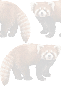 レッサーパンダの壁紙／条件付きフリー画像