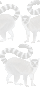 輪尾狐猿の壁紙／条件付きフリー画像