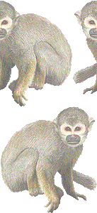 リス猿の壁紙／フリー画像