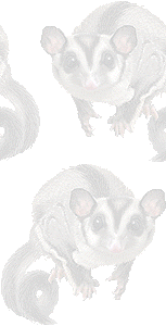 フクロモモンガの壁紙／条件付きフリー画像