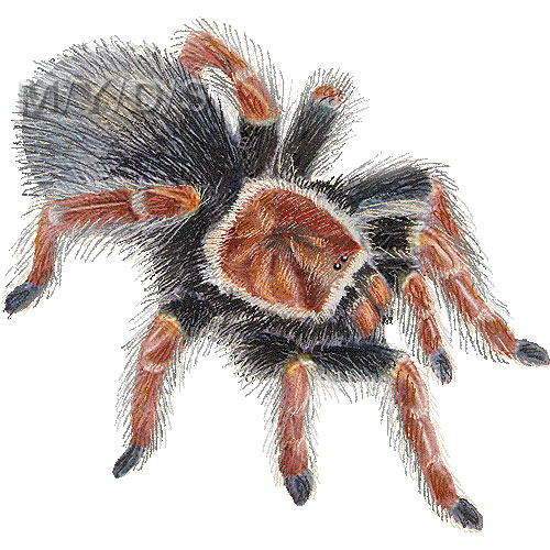 メキシカン ファイアーレッグ タランチュラ 蜘蛛 クモのイラスト 条件付フリー素材集