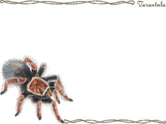 メキシカン ファイアーレッグ タランチュラ／（蜘蛛）クモの年賀状／非商用無料イラスト