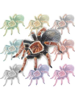 メキシカン ファイアーレッグ タランチュラ／（蜘蛛）クモのポストカード／無料イラスト