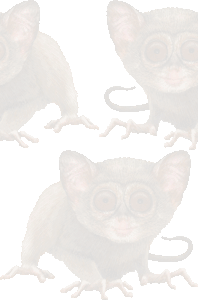 眼鏡猿の壁紙／条件付きフリー画像