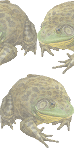 食用蛙の壁紙／フリー画像