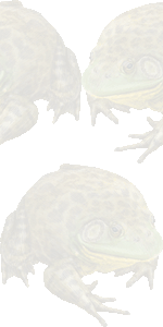 食用蛙の壁紙／条件付きフリー画像