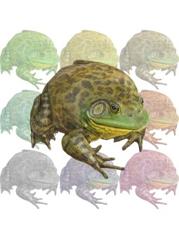 （牛蛙）ウシガエル・食用ガエル／カエルのポストカード／無料イラスト