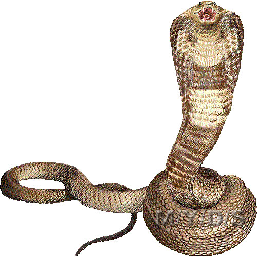 （蛇）キングコブラのイラスト／条件付フリー素材集