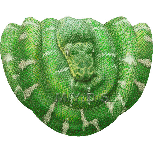 （蛇）エメラルド・ツリー・ボア／蛇のイラスト／条件付フリー素材集