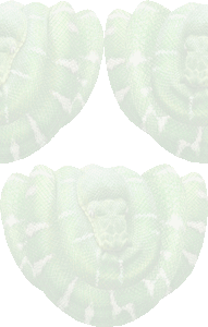 エメラルド・ツリー・ボア（ヘビ）の壁紙／条件付きフリー画像
