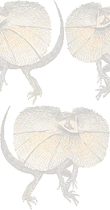エリマキトカゲの壁紙／条件付きフリー画像