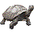 Galapagos Ginat Tortoise thumbnail