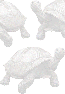 ガラパゴス象亀の壁紙／条件付きフリー画像