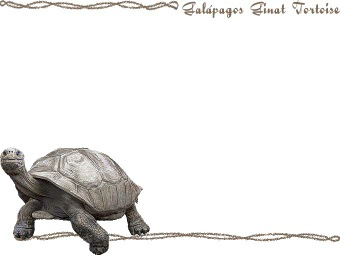 ガラパゴス ゾウガメ／（亀）カメの年賀状／非商用無料イラスト