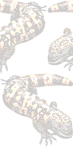 アメリカドクトカゲの壁紙／条件付きフリー画像