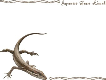 （日本金蛇、日本蛇舅母）ニホン カナヘビ／トカゲの年賀状／非商用無料イラスト