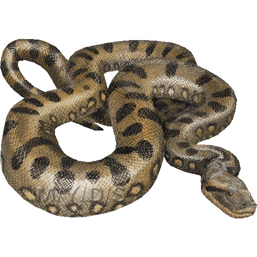 蛇 オオ アナコンダのイラスト 条件付フリー素材集