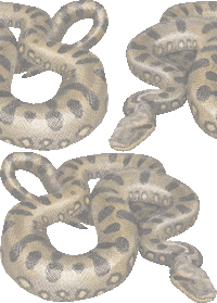 蛇 オオ アナコンダのイラスト 条件付フリー素材集