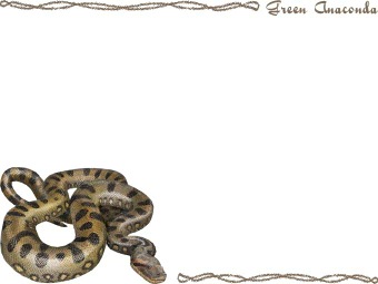 （蛇）オオ アナコンダの年賀状／非商用無料イラスト