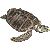 Hawksbill Turtle thumbnail