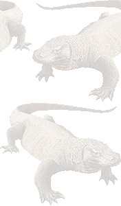 コモド大蜥蜴の壁紙／条件付きフリー画像