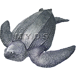 オサガメのイラスト／無料素材集（条件付）