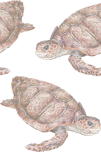 赤海亀の壁紙／フリー画像