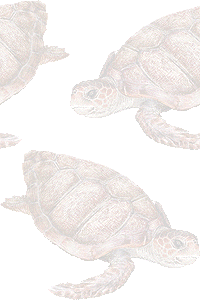 赤海亀の壁紙／条件付きフリー画像