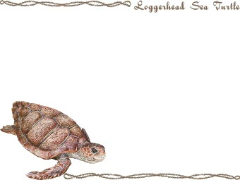赤海亀 アカ ウミガメのイラスト 条件付フリー素材集