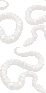 日本蝮（ヘビ）の壁紙／条件付きフリー画像