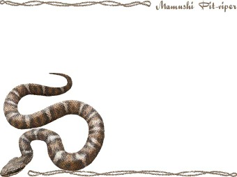 （日本蝮）ニホン マムシ／蛇の年賀状／非商用無料イラスト